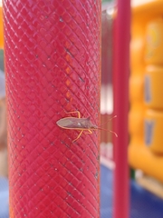 Gonocerus insidiator