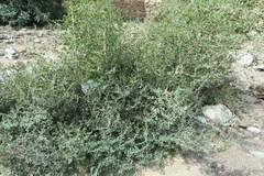Ziziphus nummularia