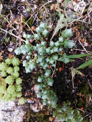 Sedum brevifolium