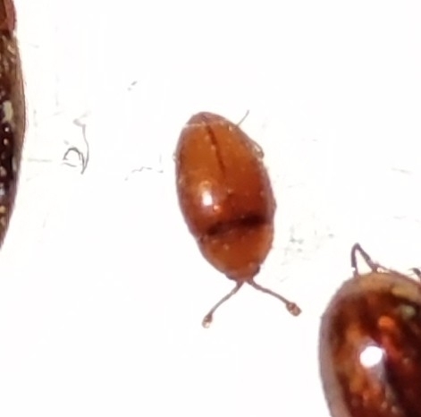 Sternodea