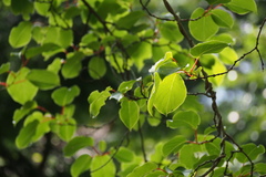 Actinidia arguta