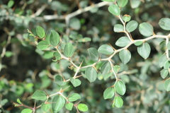Ziziphus nummularia