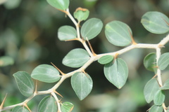 Ziziphus nummularia