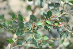 Ziziphus nummularia