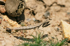 Bolivaria brachyptera