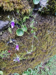 Campanula lusitanica