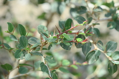 Ziziphus nummularia