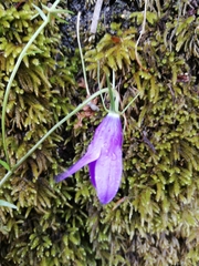 Campanula lusitanica