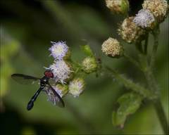 Pelecinobaccha costata