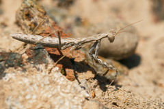 Bolivaria brachyptera