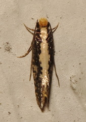 Monopis dorsistrigella