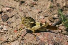 Pyrgodera armata