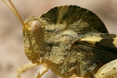 Pyrgodera armata