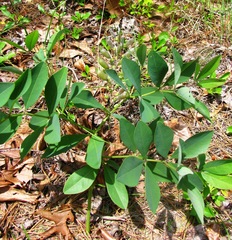 Baptisia cinerea