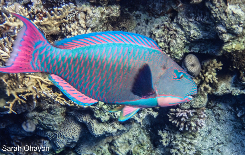 Tweekleurige papegaaivis (Cetoscarus bicolor) — Scaridae