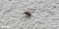 Pyrrhocoris sinuaticollis