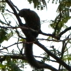 Callosciurus caniceps