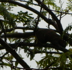 Callosciurus caniceps