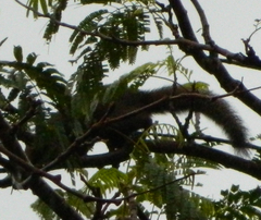Callosciurus caniceps