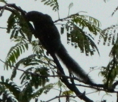 Callosciurus caniceps