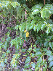 Trichonephila clavipes image