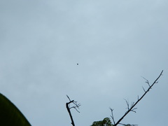 Corvus macrorhynchos