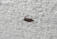 Pyrrhocoris sinuaticollis