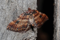 Earophila badiata