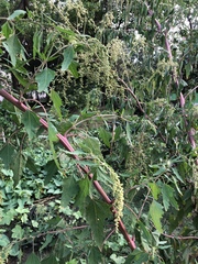 Chenopodium formosanum