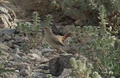 Cercotrichas galactotes