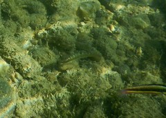 Halichoeres notospilus