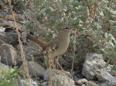 Cercotrichas galactotes