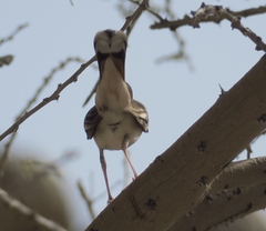 Cercotrichas galactotes