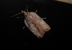 Planotortrix notophaea