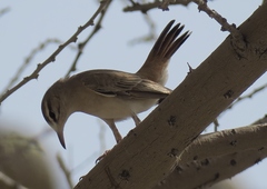 Cercotrichas galactotes