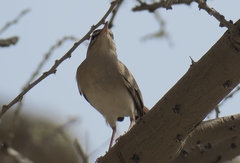 Cercotrichas galactotes