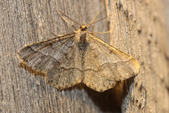 Isturgia murinaria
