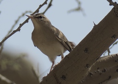 Cercotrichas galactotes