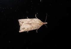 Planotortrix