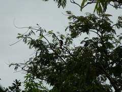 Callosciurus caniceps