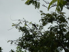 Callosciurus caniceps