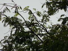 Callosciurus caniceps