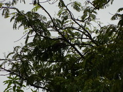 Callosciurus caniceps