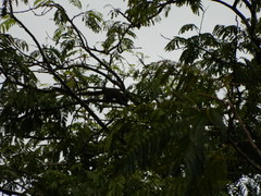 Callosciurus caniceps