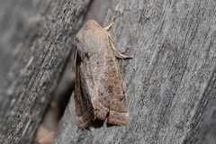 Orthosia gracilis