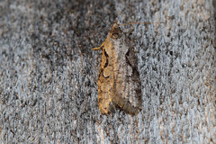 Semioscopis steinkellneriana
