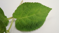 Lantana tiliaefolia