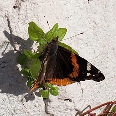 Vanessa atalanta