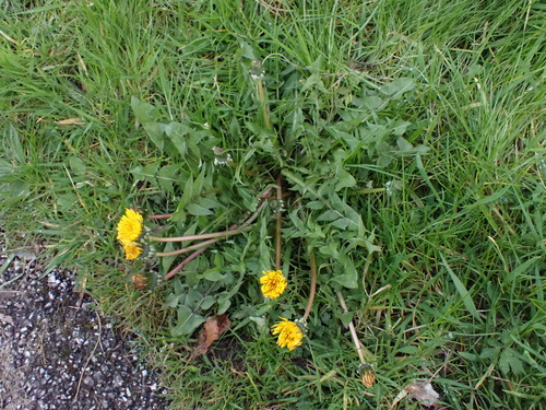lunar-lobed dandelion (Taraxacum lunare)