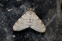 Trichopteryx carpinata